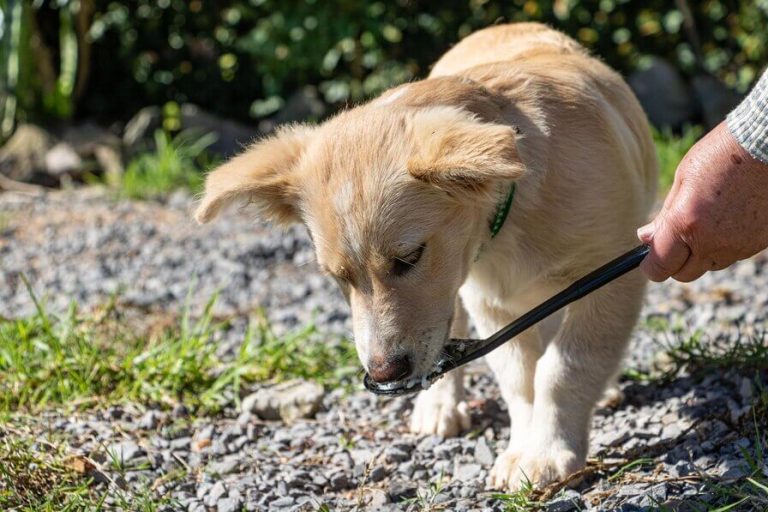Twice-Weekly Dog Waste Cleanup