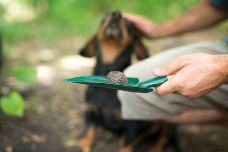 Weekly Dog Poop Removal