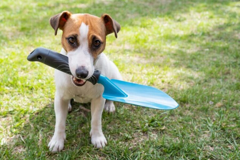 One-Time Dog Poop Cleanup