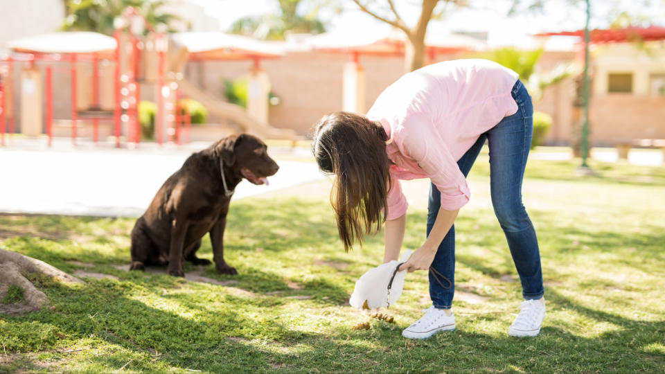 Affordable Dog Poop Removal Services