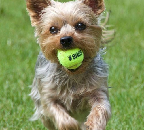 One-Time Dog Waste Cleanup