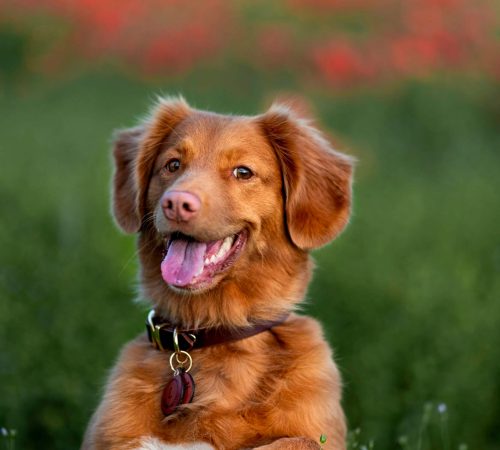 pet-waste-cleanup-chicago-park (1)