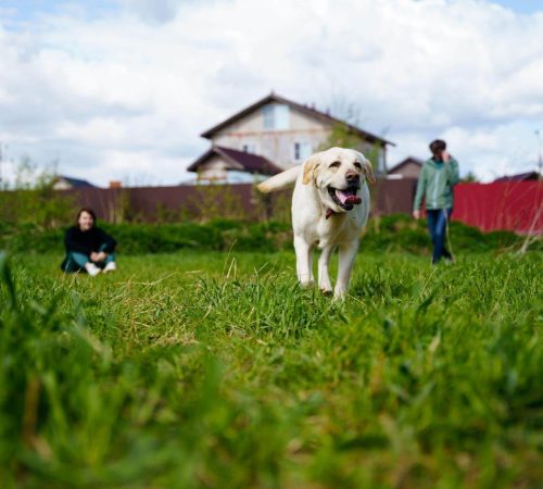 One-Time Dog Waste Cleanup