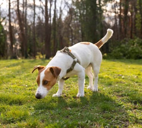 One-Time Dog Poop Cleanup
